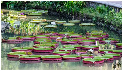 Video guide, directions, public transport, tips, and other tourist. Victoria @ Singapore Botanic garden | Victoria is a genus ...