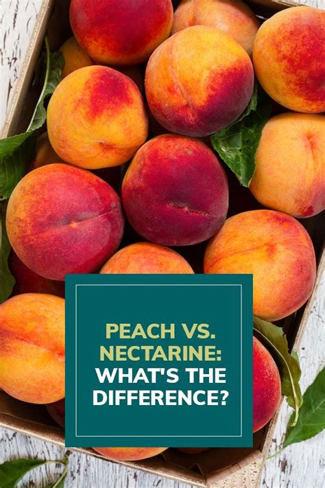 Maybe you would like to learn more about one of these? Peach vs. Nectarine: What's the Difference? | Peach ...