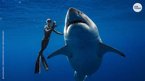 Deep Blue Giant Great White Shark May Have Been Spotted Near Hawaii