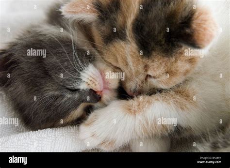 Close Up Of Two Young Kittens Cuddling Together They Are 35 Days Or 5