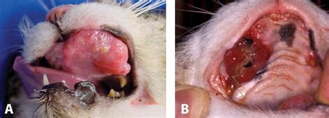 A Review Of Feline Oral Squamous Cell Carcinoma