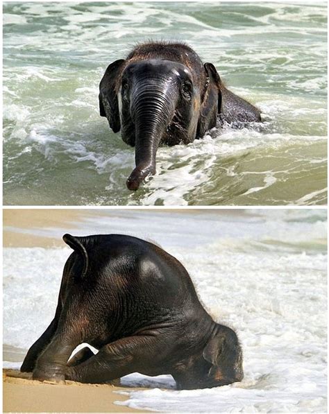 More Baby Elephant Photos Playing In The Waves Elephants Photos