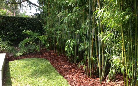 Garden landscape lighting bamboo trees wooden bench. 10 Bamboo Landscaping Ideas - Garden Lovers Club