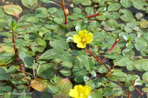 Ludwigia Peploides