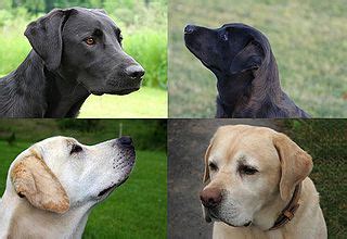 Learn english with these free learning english videos and materials from bbc learning english. English Labrador Coat Colours