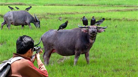 Berburu Di Saat Burung Jalak Mencari Makan Di Atas Punggung Kerbau