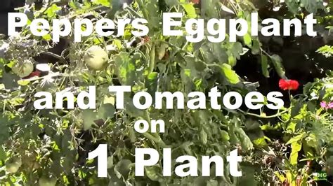 Peppers Eggplant And Tomatoes Grafted Onto One Plant Youtube