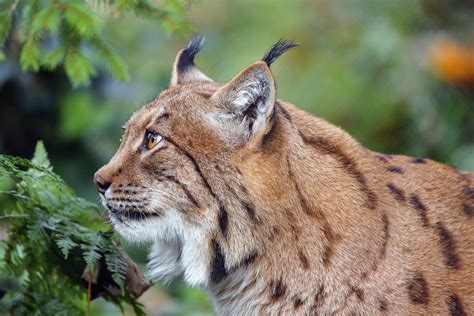 profile of a nice lynx a photo on flickriver