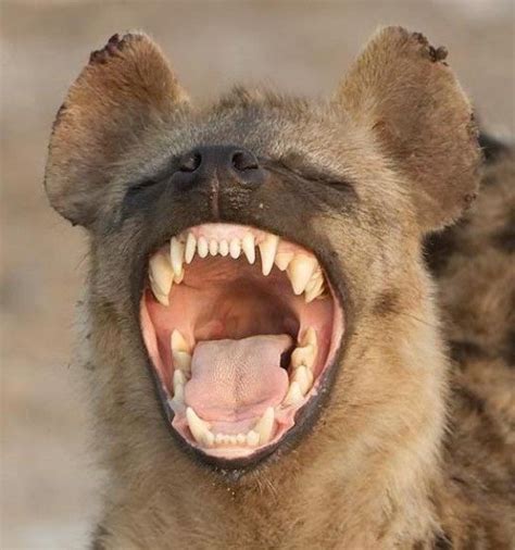 Laughing Hyena Wonderful Hyenas Pinterest Nyc Laughing And Lord