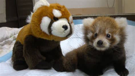 Baby Red Panda Oolong Welcomes Visitors At Binder Park