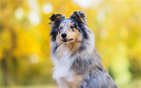 Download Wallpapers Gray Collie Cute Fluffy Big Dog Pets Dog Breeds