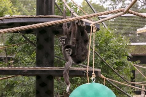 White Handed Gibbon Born At Assiniboine Park Zoo Chrisdca