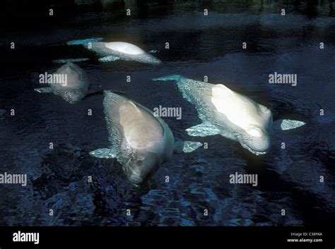 Beluga Whales Vancouver Aquarium Stanley Park City Of Vancouver