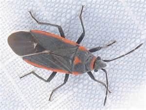 Redcharcoal Bug Melacoryphus Lateralis Bugguidenet