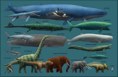 Largest Sea Animals In The World