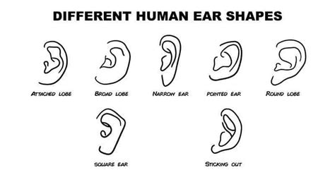 What Ear Shape Says About You Various Parts Of Our Bodies Are Mirrors