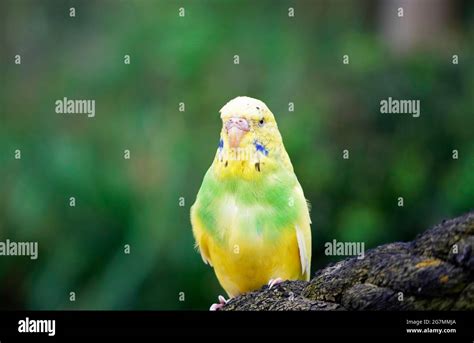 Green Budgie Hi Res Stock Photography And Images Alamy