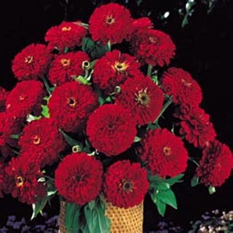Zinnia Benary Giant Deep Red Annual Seeds