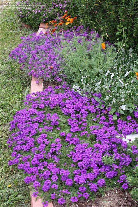 Though the yellow and black flower. Verbena canadensis: groundcover; perennial; Light needs ...