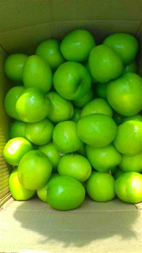 Full Sun Exposure Thai Green Apple Ber Plant For Fruits At Rs 10piece