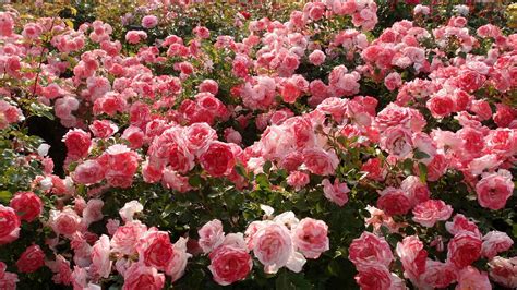Beautiful Rose Flower Garden Photos