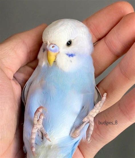 Budgies On Instagram The Baby Budgie With One Month Old Look At These Dino Feet Love