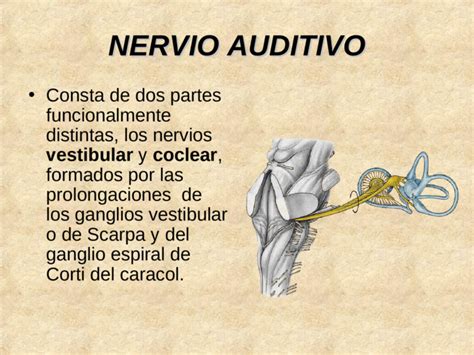 Nervio Auditivo Viii Funciones Sensitiva Especial Audición Y