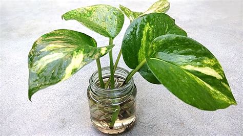 If you choose to keep a money plant in this direction, avoid placing it in a water bottle. Grow money plant from single leaf , Grow indoor - YouTube