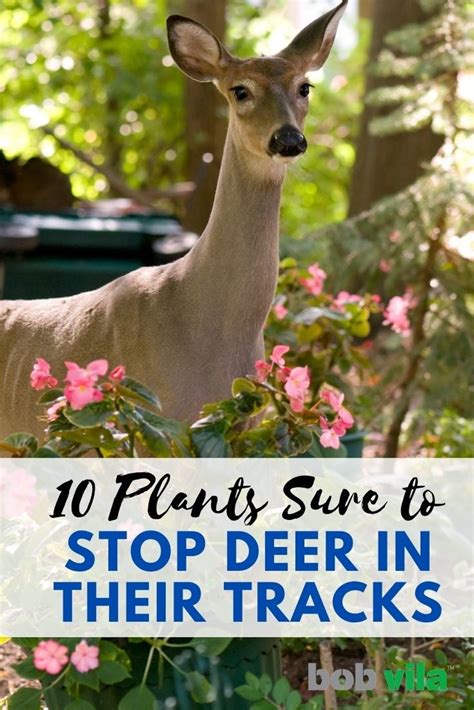 Deer Resistant Plants To Deter Bucks And Does Bob Vila