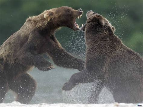Two Bears Fighting In The Water With Each Other