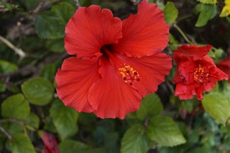 Cuttings were planted in season table.2 effect of season on diameter of sprout, days required for initiation of bud and root length of. How To Grow Hibiscus From Cuttings In 3 Steps - Krostrade