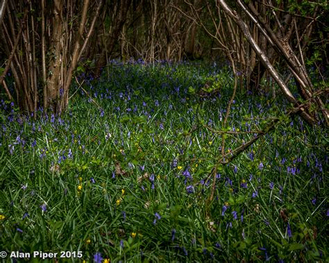 Bluebells In Lower Woods 1 Beautiful Display Of Bluebells Flickr