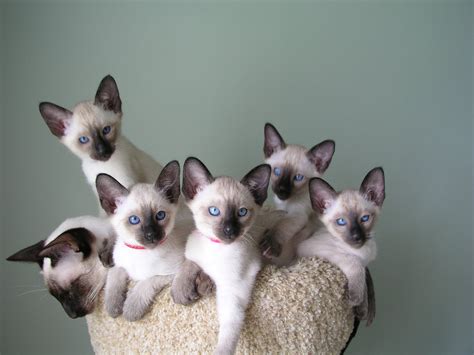 Carolina Blues Cattery Sheeba Babies Siamese Cats Siamese Cats Blue