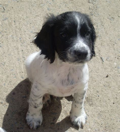 Adorable Black And White Sprocker Puppy Torrington Devon