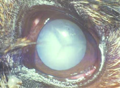 Mature Diabetic Cataract In A Dog Download Scientific Diagram