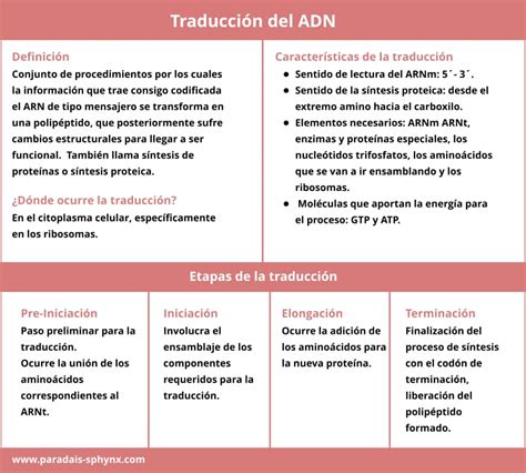 Traducción Del Adn Qué Es Y Dónde Se Da Etapas