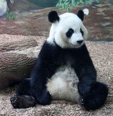 Looks Like A Big Toy Stuffed Animal ♡♡♡ Panda Cute Panda Panda Bear