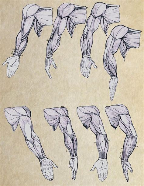 Arm 002 By Tracer70 On Deviantart In 2021 Human Anatomy Drawing