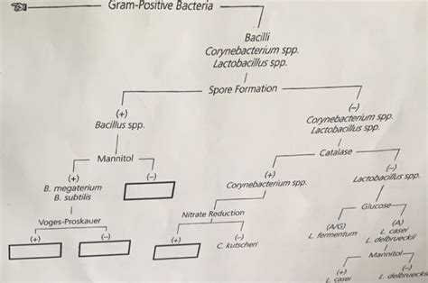 Solved Gram Positive Bacteria Bacilli Corynebacterium Spp