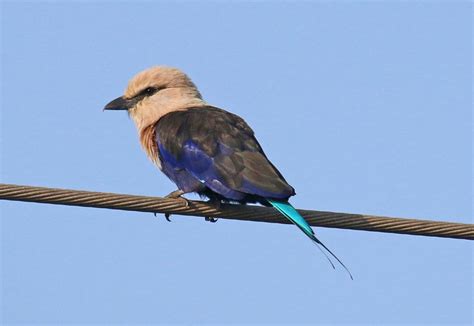 The Gambia Winter Birding In West Africa Swallow Birding