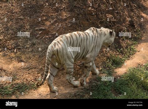 White Tiger Panthera Tigris Nandankanan Zoological Park Zoo Orissa