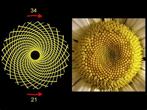 The Numbers Of Fibonacci And Nature