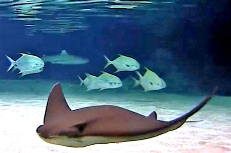 Live Aquarium Webcams Fish And Marine Life Exhibits Around The World