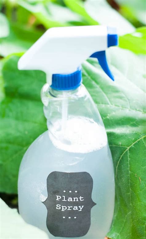 Diy Insecticidal Plant Spray