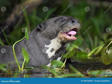 Giant Otter With Open Mouth And Tongue Out Giant River Otter
