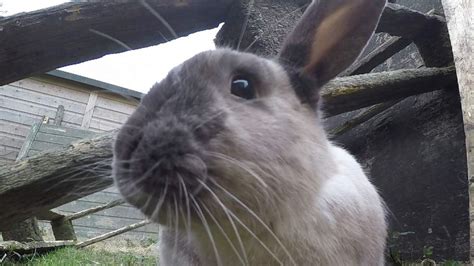 Deadly Disease Killing Thousands Of Rabbits