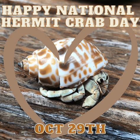 Happy National Hermit Crab Day Rlandhermitcrabs