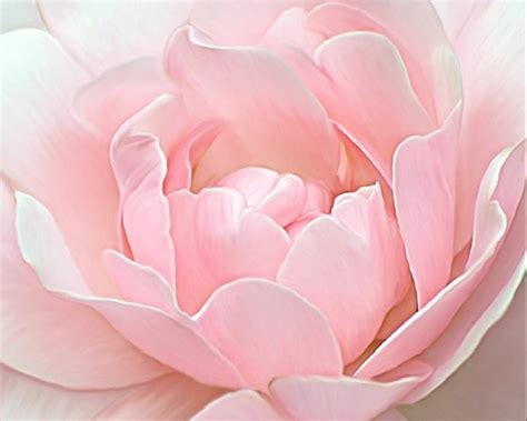 Light Pink Rose Petals Photograph By Theresa A Diehl