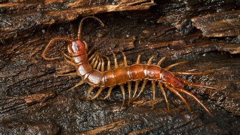 Centipedes And Millipedes Woodland Trust