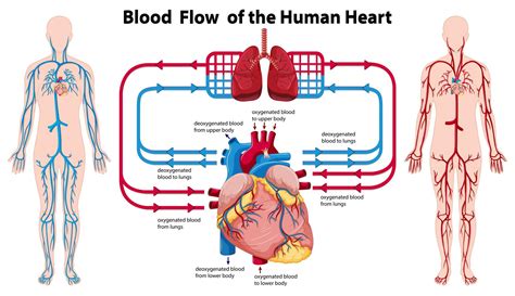 Diagram Showing Blood Flow Of The Human Heart 418296 Vector Art At Vecteezy